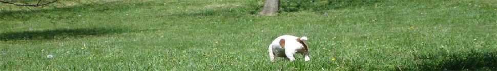 jubidium header image 2