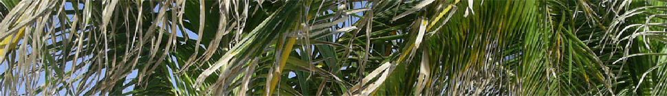 jubidium header image 3